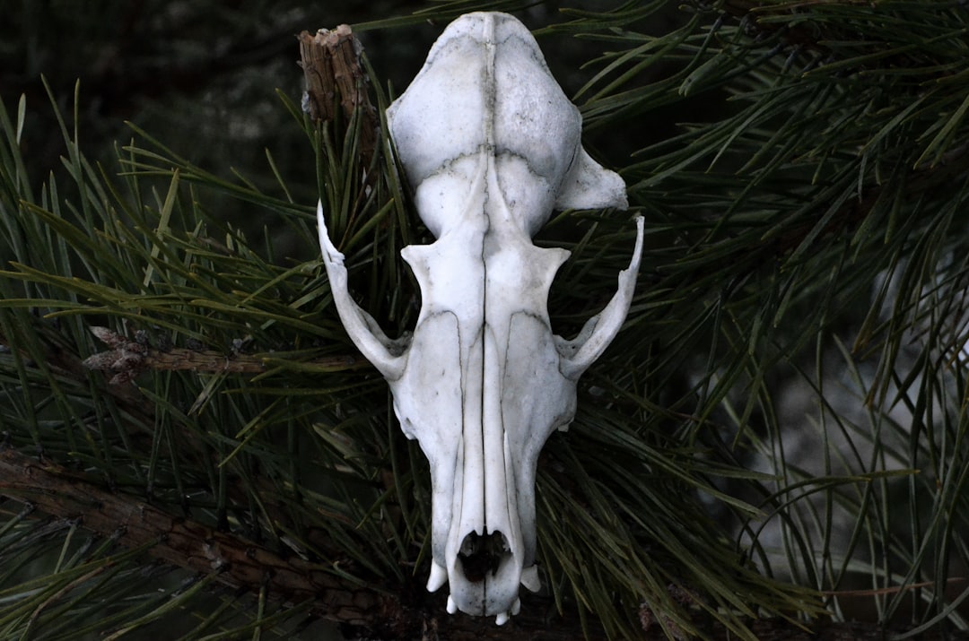 Photo Animal skull